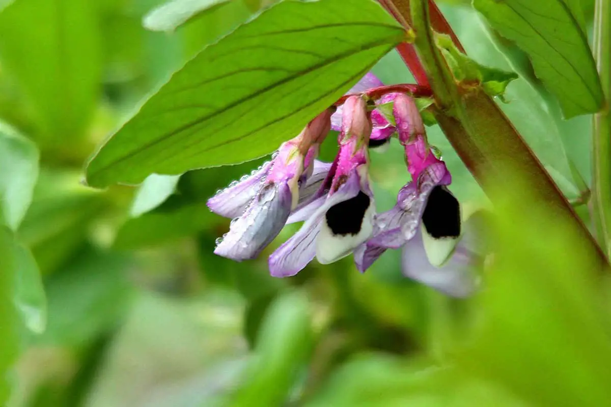 Broadbean Flower