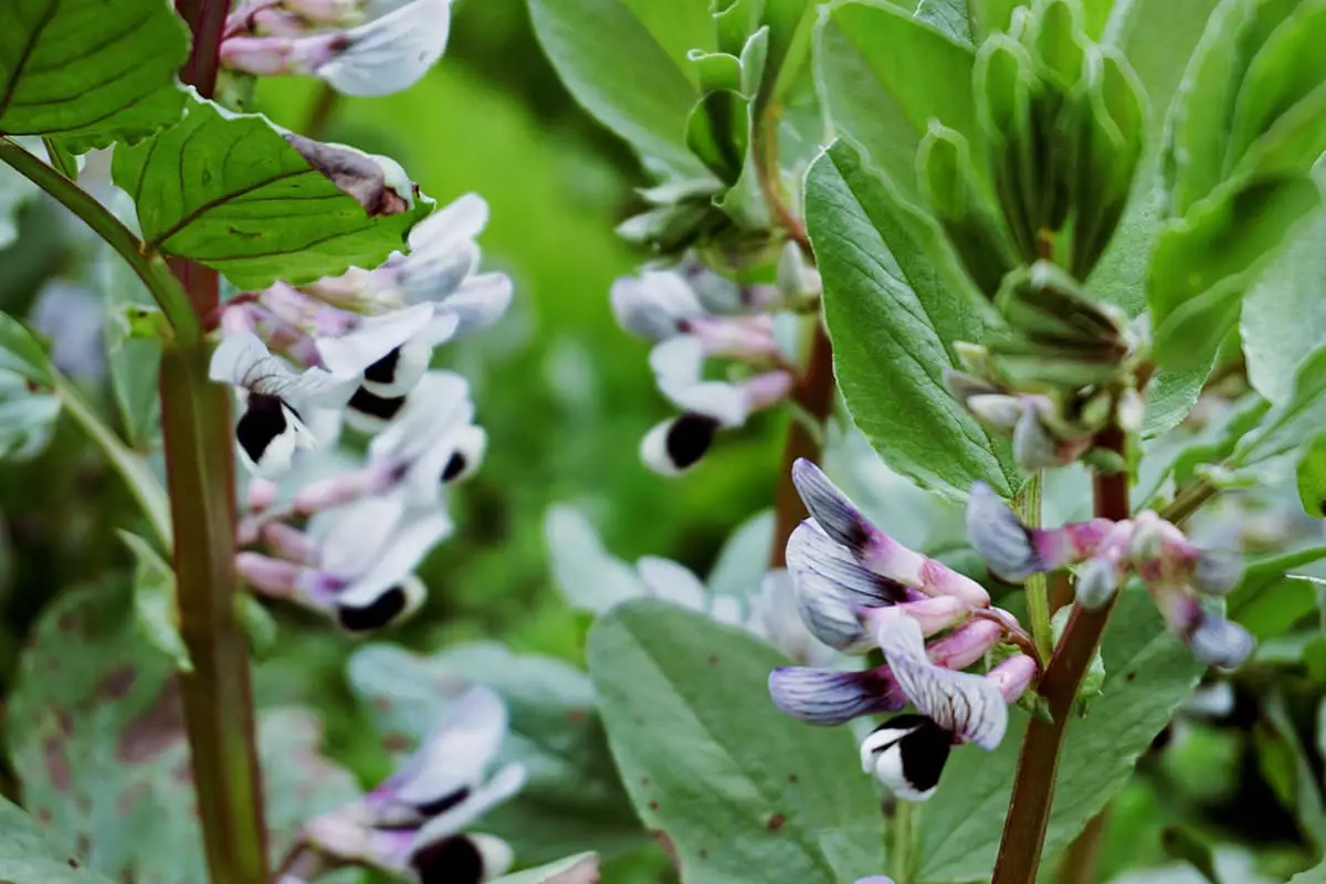 Broadbean Flower