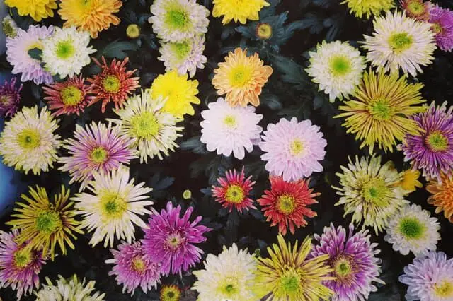 Chrysant