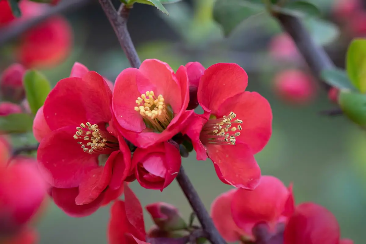 Classification selon l'origine des fleurs