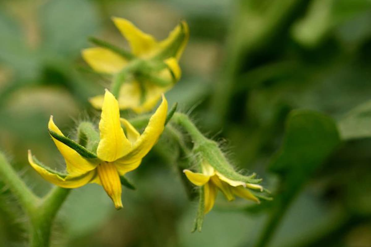 Liste complète des types de fleurs