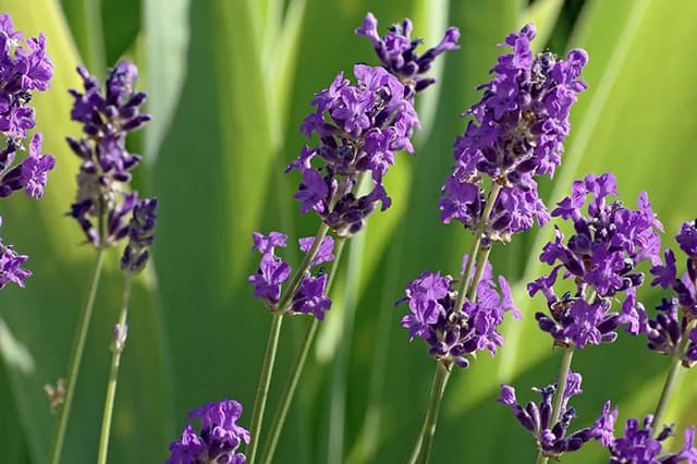 Smalbladige lavendel