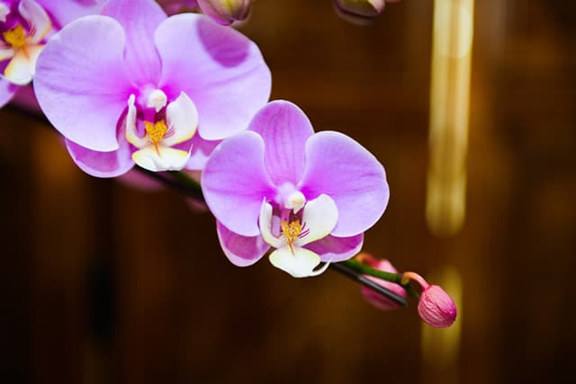  Orchidée