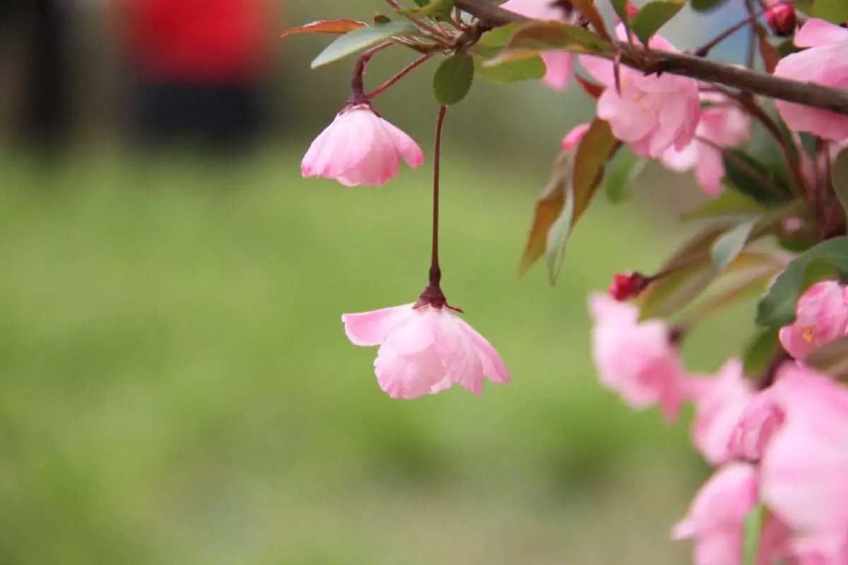 Fleurs qui aiment le soleil