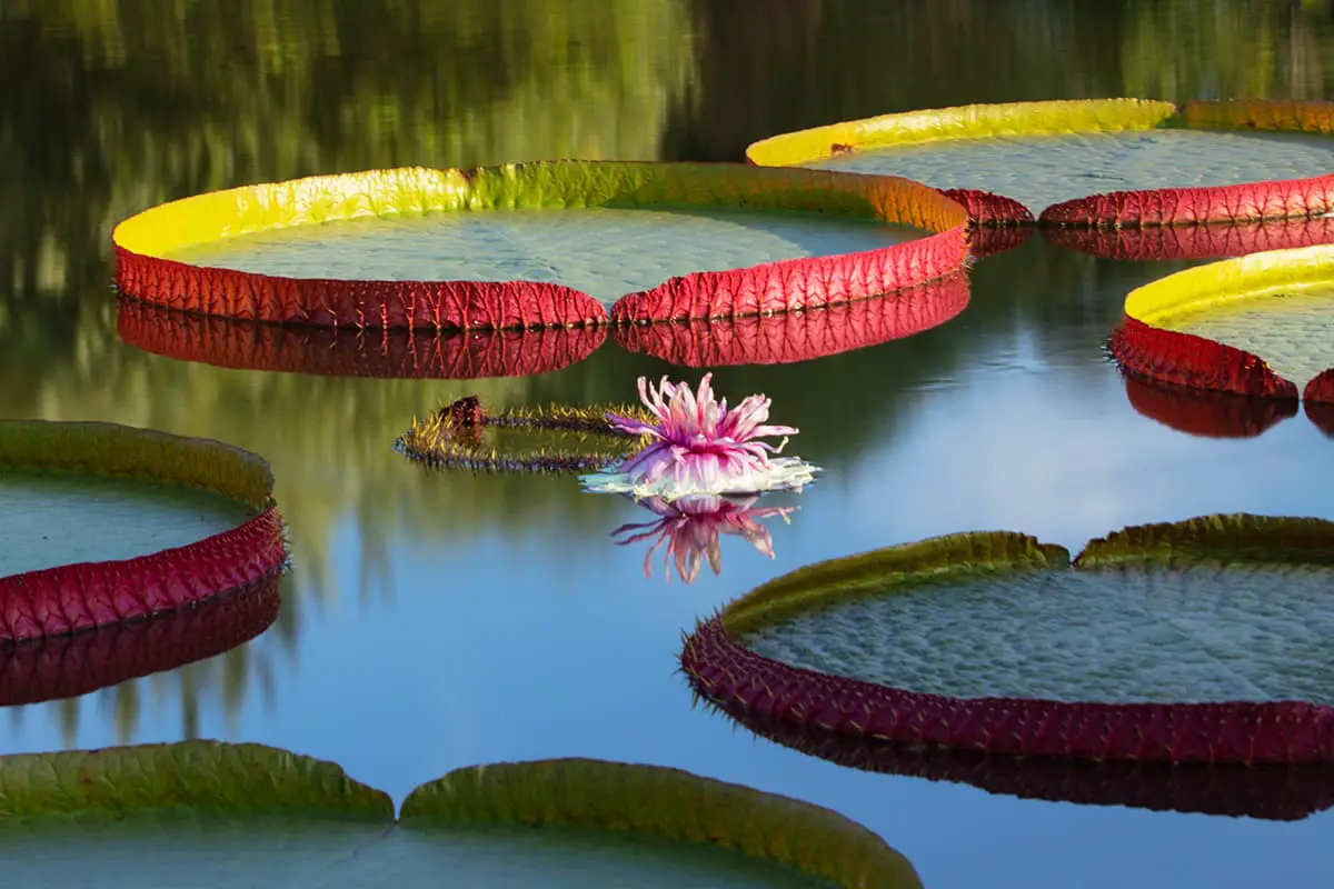 top-10-largest-flowers-in-the-world-flowerslib