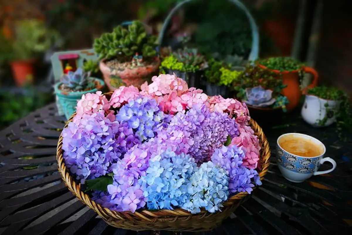 Top 10 Most Beautiful Varieties of Hydrangeas FlowersLib