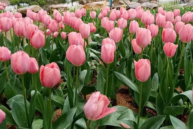 Tulipes