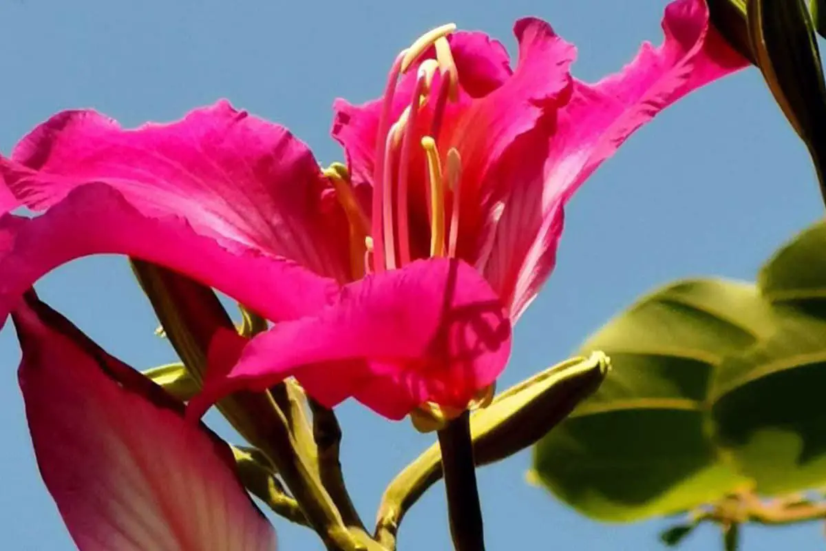 Why is the Bauhinia, the city flower of Hong Kong, different from the Bauhinia we know