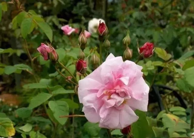 Lady of Shalott