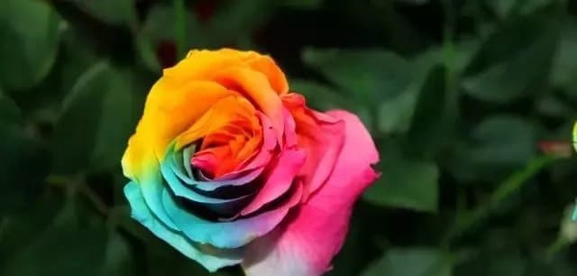 Rosa arcobaleno