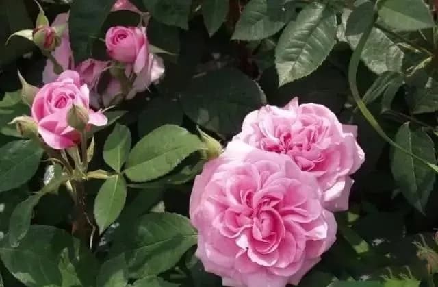 Gertrude Jekyll