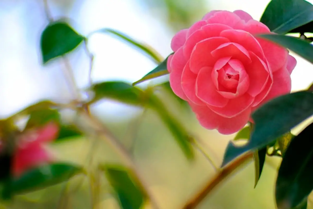 Learn About the Camellia: Basics, Types, Growth & Care, Value and More
