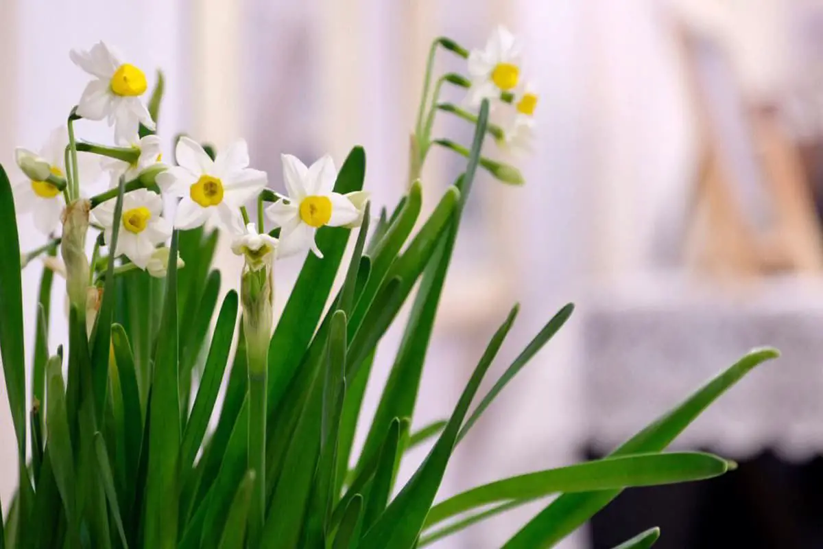 Learn About the Daffodil: Basics, Types, Growth & Care, Value and More