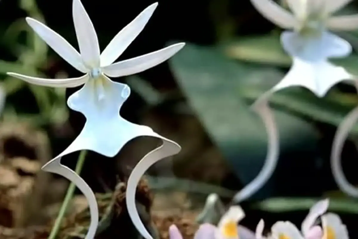 Learn About the Ghost Orchid: Basics, Types, Growth & Care, Value and More