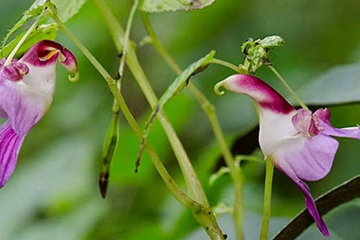 Learn About the Parrot Flower: Basics, Types, Growth & Care, Value and More