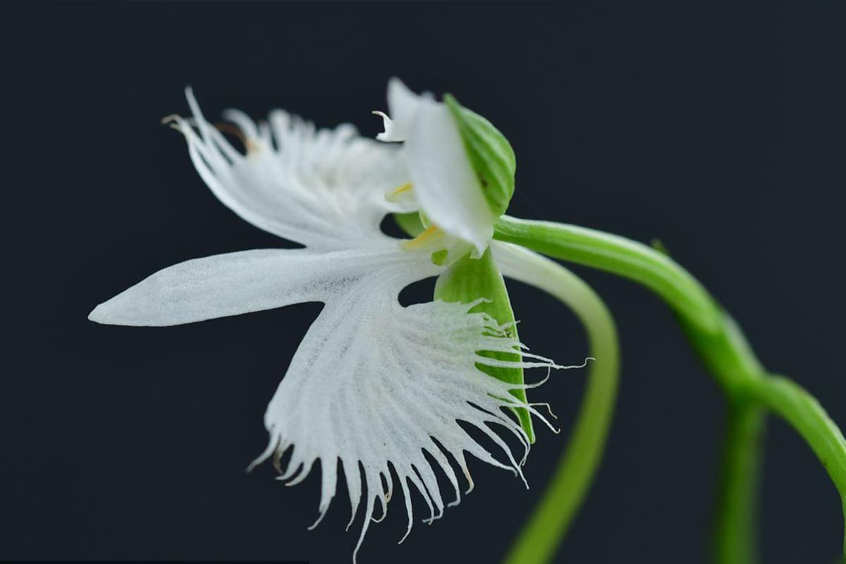 Learn About the Habenaria radiata: Basics, Types, Growth & Care, Value and More