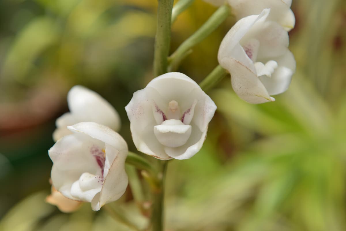 Erfahren Sie mehr über den Peristeria Elata-Haken: Grundlagen, Arten, Wachstum & Pflege, Wert und mehr