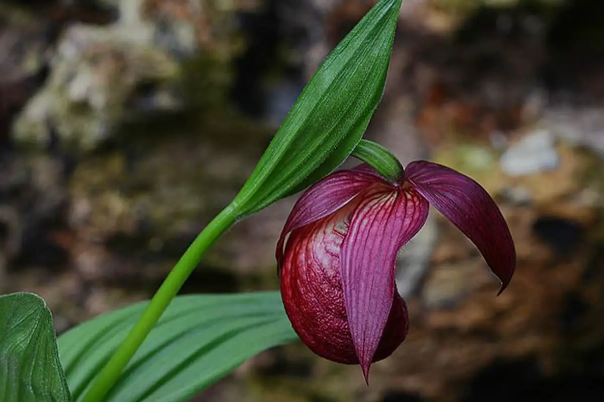 Learn About the Cypripedium Lichiangense: Basics, Types, Growth & Care and More