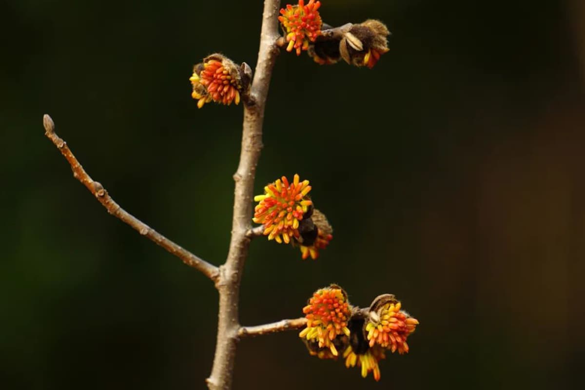 Learn About the Shaniodendron Subaequale: Basics, Types, Growth & Care and More