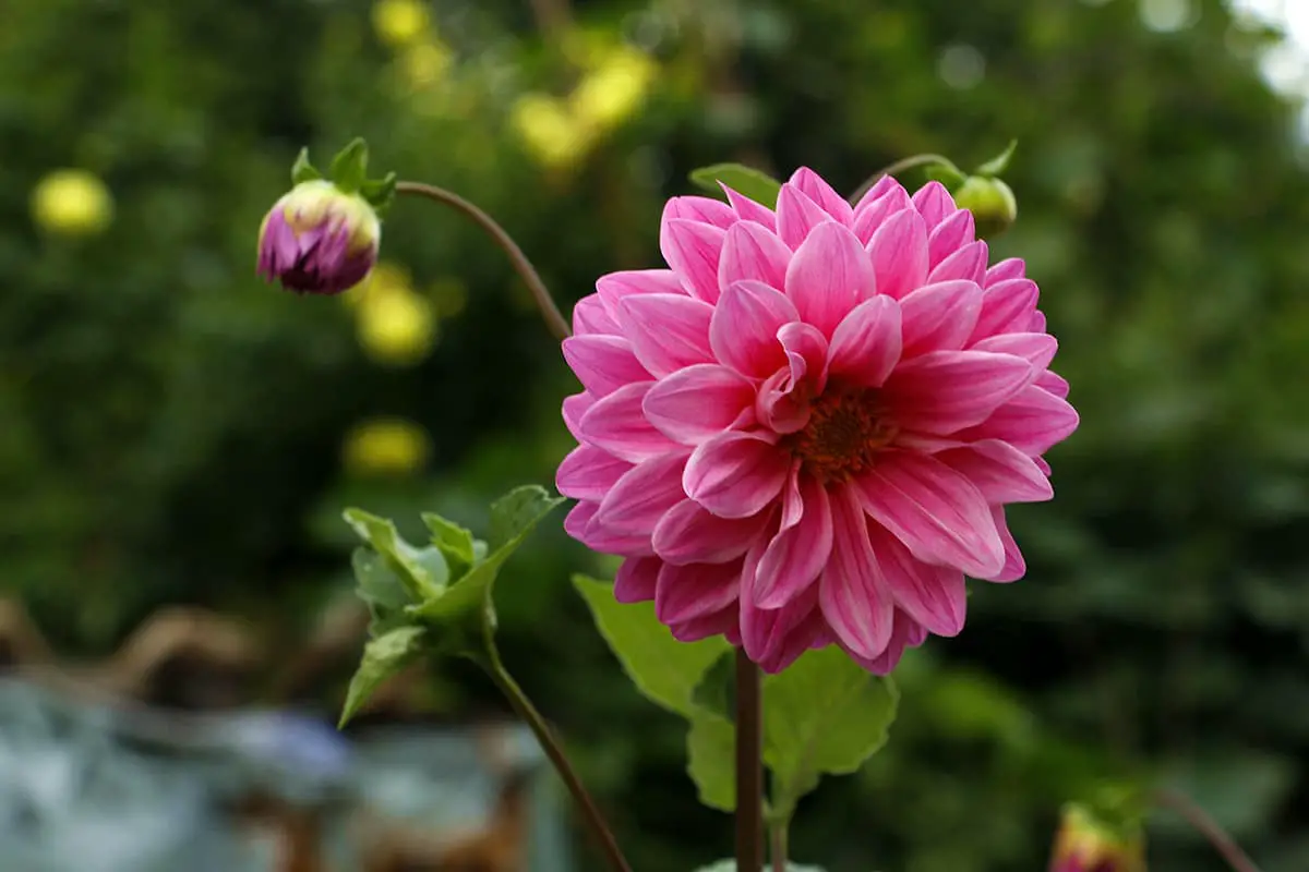 Learn About The Dahlia Pinnata: Basics, Types, Growth & Care， Value and More