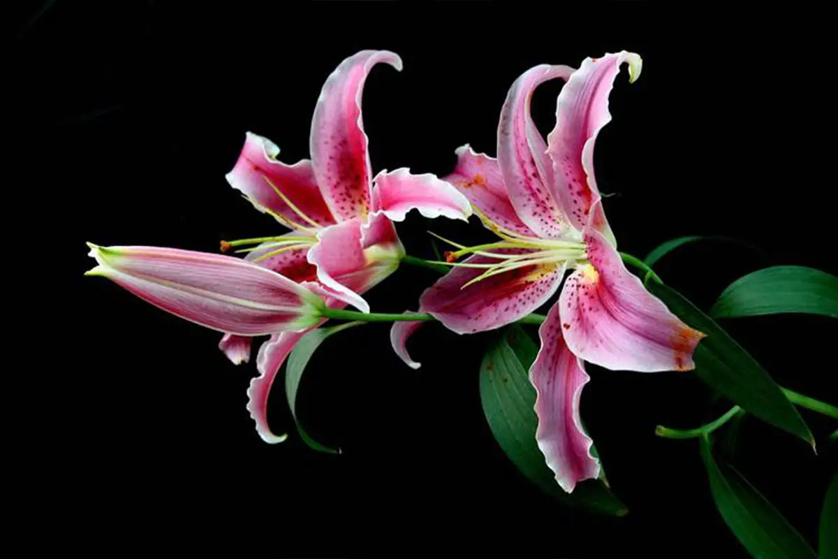 Learn About The Lily: Basics, Types, Growth & Care， Value and More