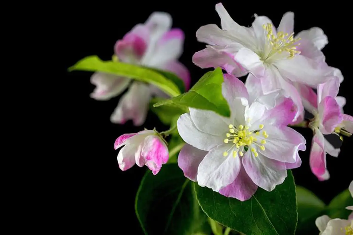 Learn About the Malus spectabilis: Basics, Types, Growth & Care， Value and More