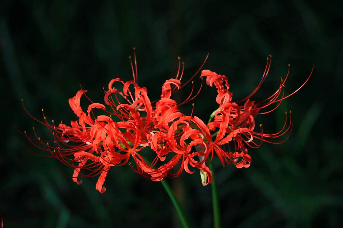 Learn About The Lycoris: Basics, Types, Growth & Care,Value and More