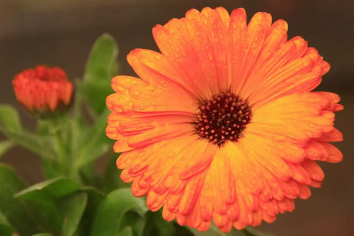 Erfahren Sie mehr über die Sonnenblume: Grundlagen, Arten, Wachstum und Pflege, Wert und mehr