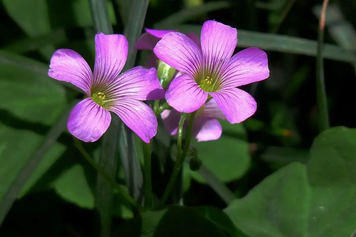 Creeping Woodsorrel: Types, Growth & Care - FlowersLib