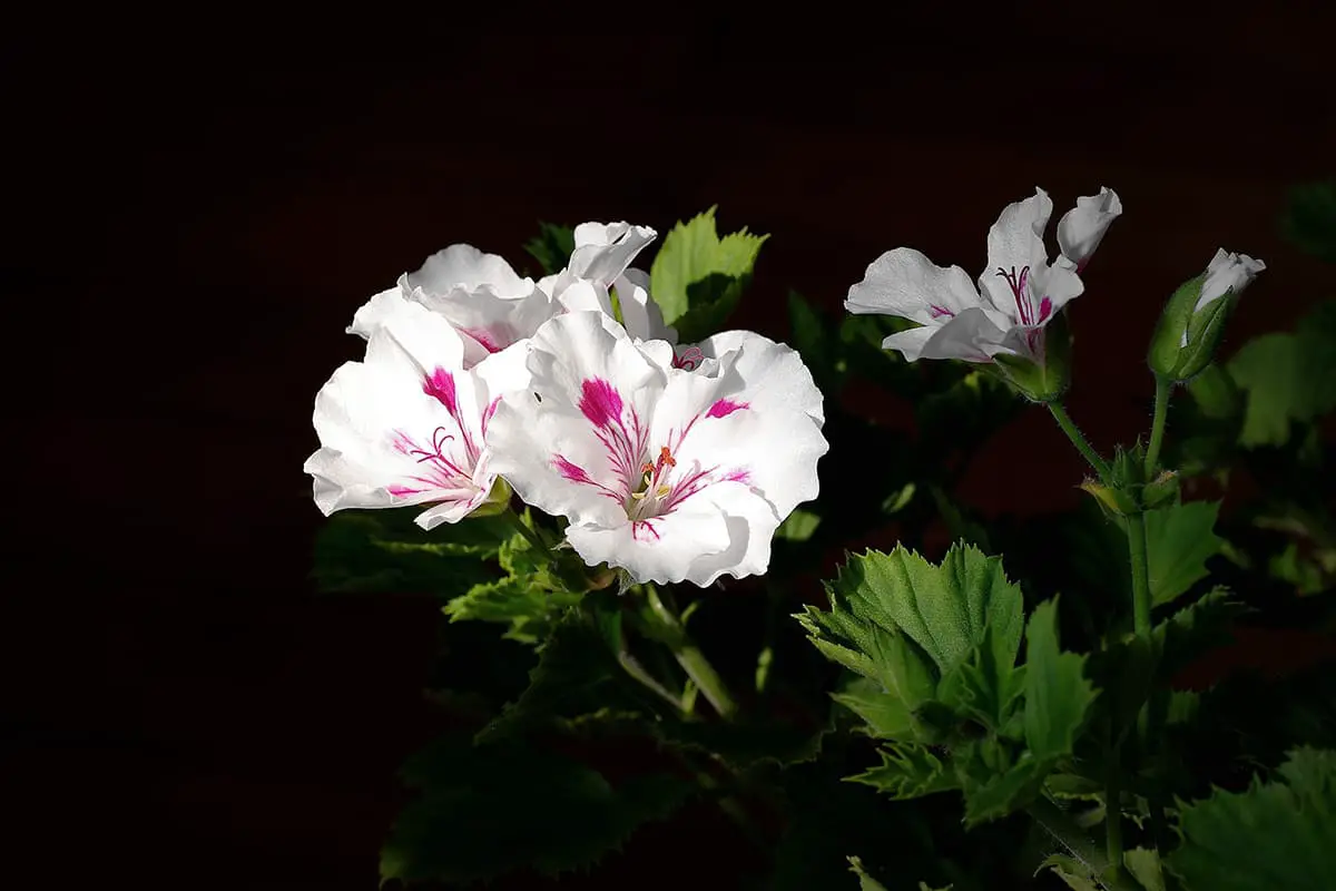 Learn About The Pelargonium Hortorum Bailey: Basics, Types, Growth & Care，Value and More