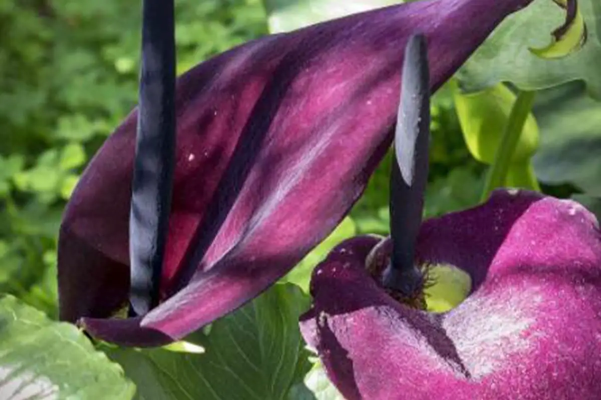 Dracuunculus vulgaris