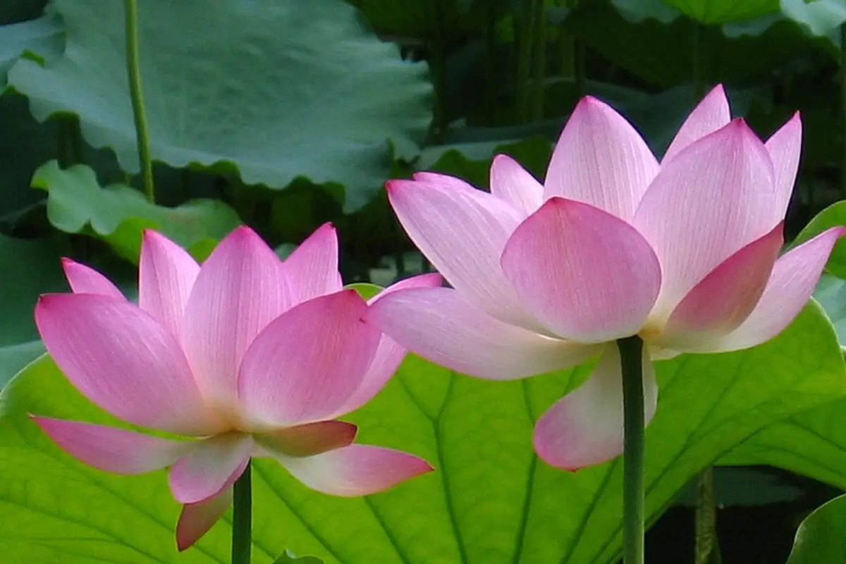 تعرف على اللوتس: أساسيات اللوتس وأنواعه ونموه والعناية به وقيمته والمزيد