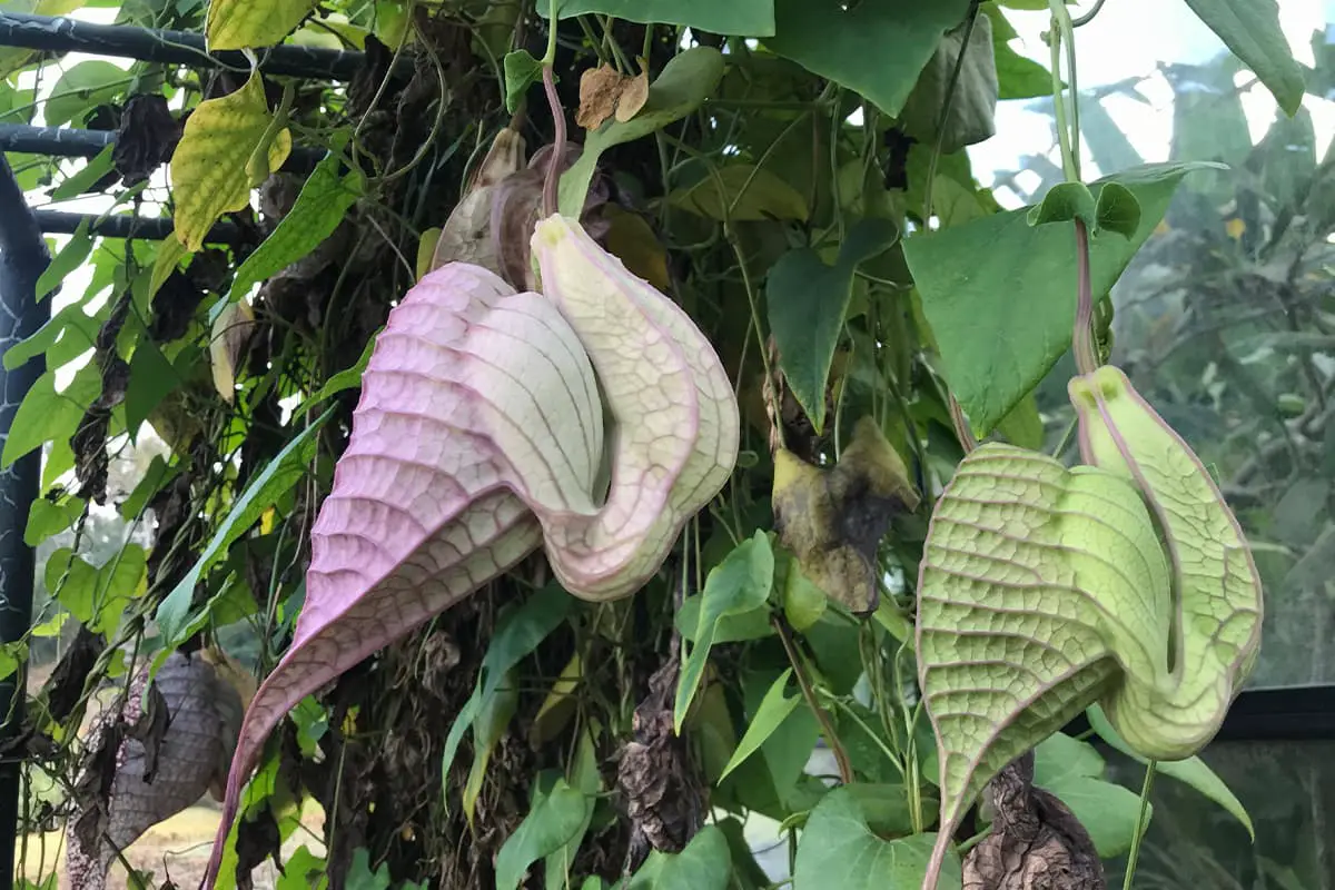 تعرّف على Aristolochia Gigantea: الأساسيات والأنواع والنمو والمزيد