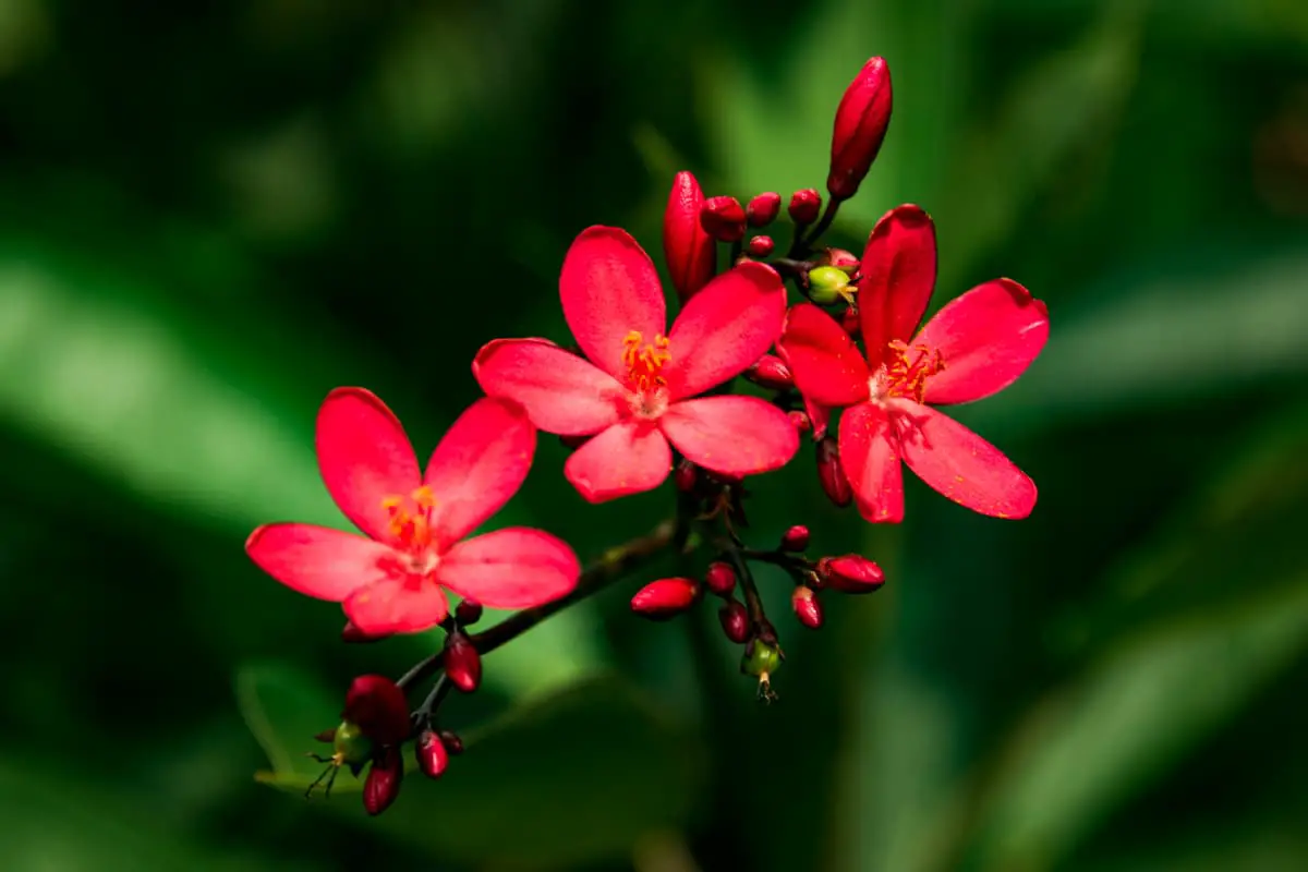 Erfahren Sie mehr über die Jatropha Integerrima: Grundlagen, Arten, Wachstum & Pflege, Wert und mehr