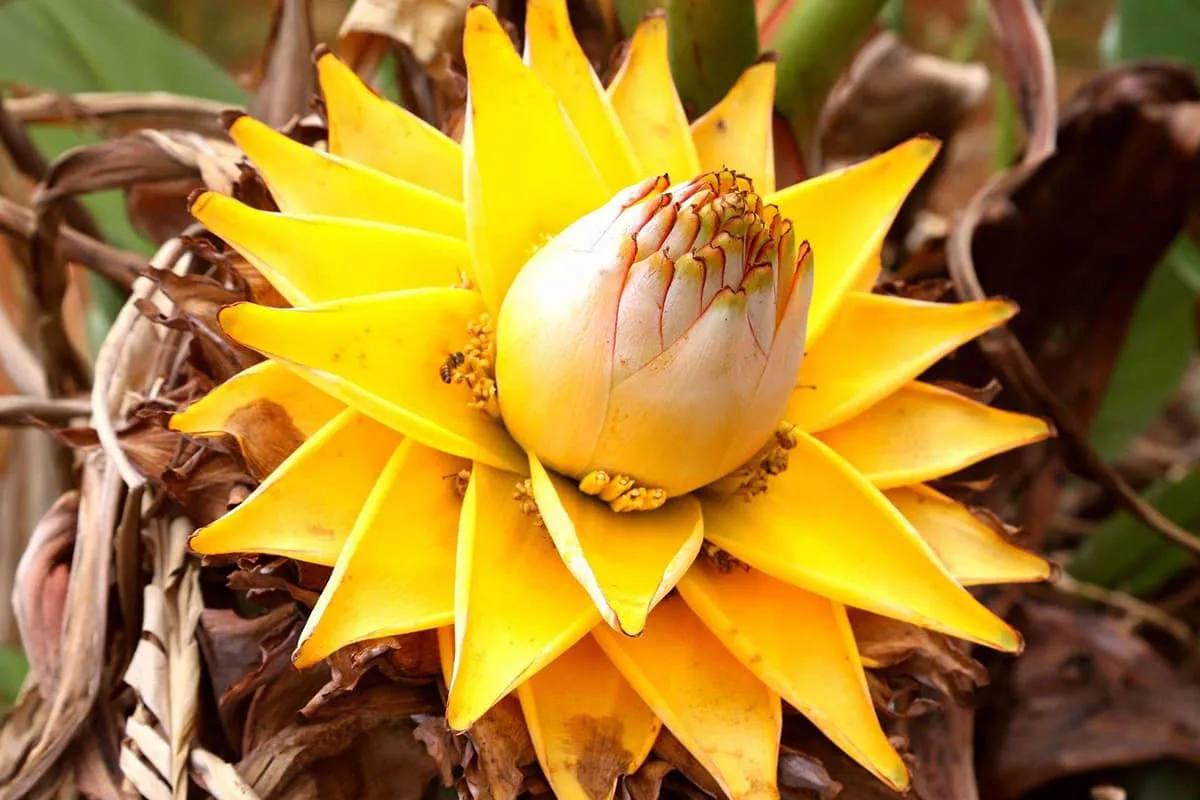 Learn About The Musella Lasiocarpa: Basics, Types, Growth & Care，Value and More