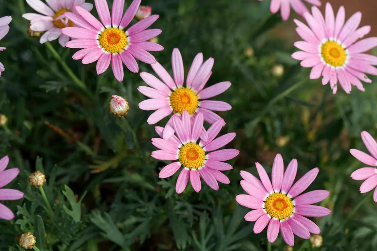 Chrysanthemum Frutescens: All About Types, Growth & More! - FlowersLib