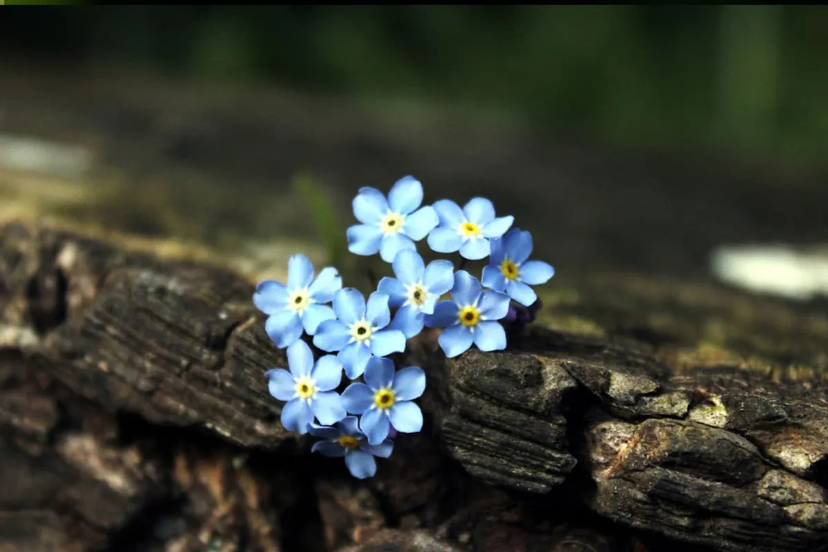 Learn About The Forget-Me-Not: Basics, Types, Growth & Care, Value and More
