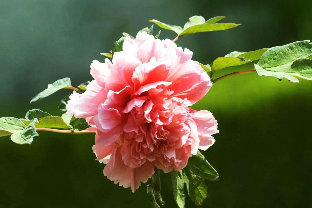 Pelajari Tentang Peony: Dasar-dasar, Jenis, Pertumbuhan & Perawatan, Nilai dan Lainnya