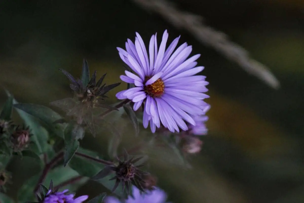 Learn About The Aster Tataricus: Basics, Types, Growth & Care, Value and More