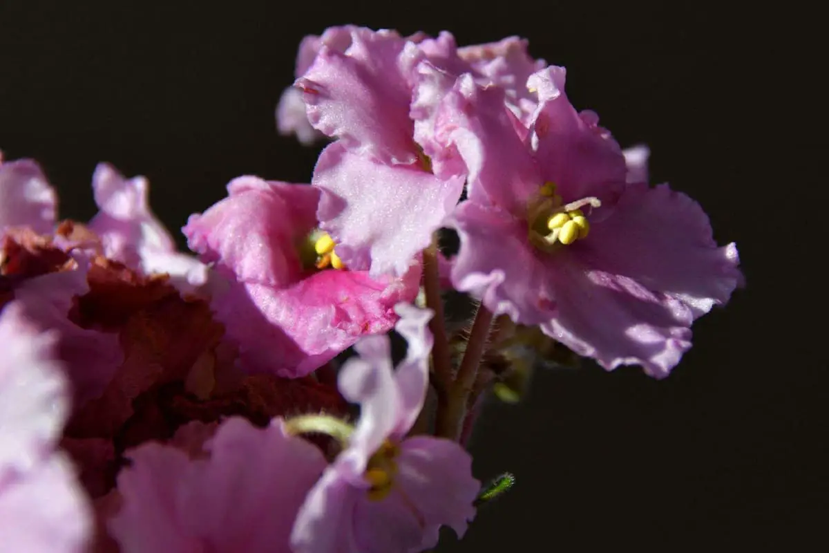Saiba mais sobre a Matthiola Incana: noções básicas, tipos, crescimento e cuidados, valor e muito mais