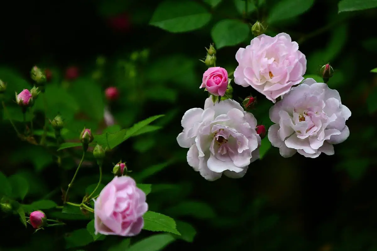 Meer informatie over de multifloraroos: Grondbeginselen, groei en verzorging, waarde