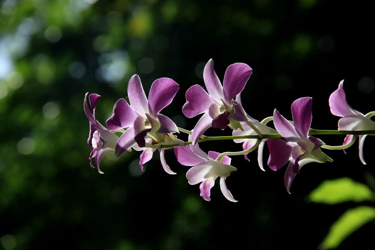 Leer meer over de orchidee: Grondbeginselen, soorten, groei en verzorging, waarde en meer