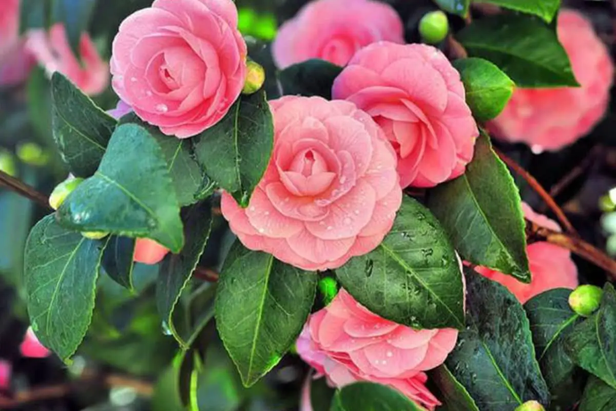 Learn About the Camellia: Basics, Types, Growth & Care, Value and More