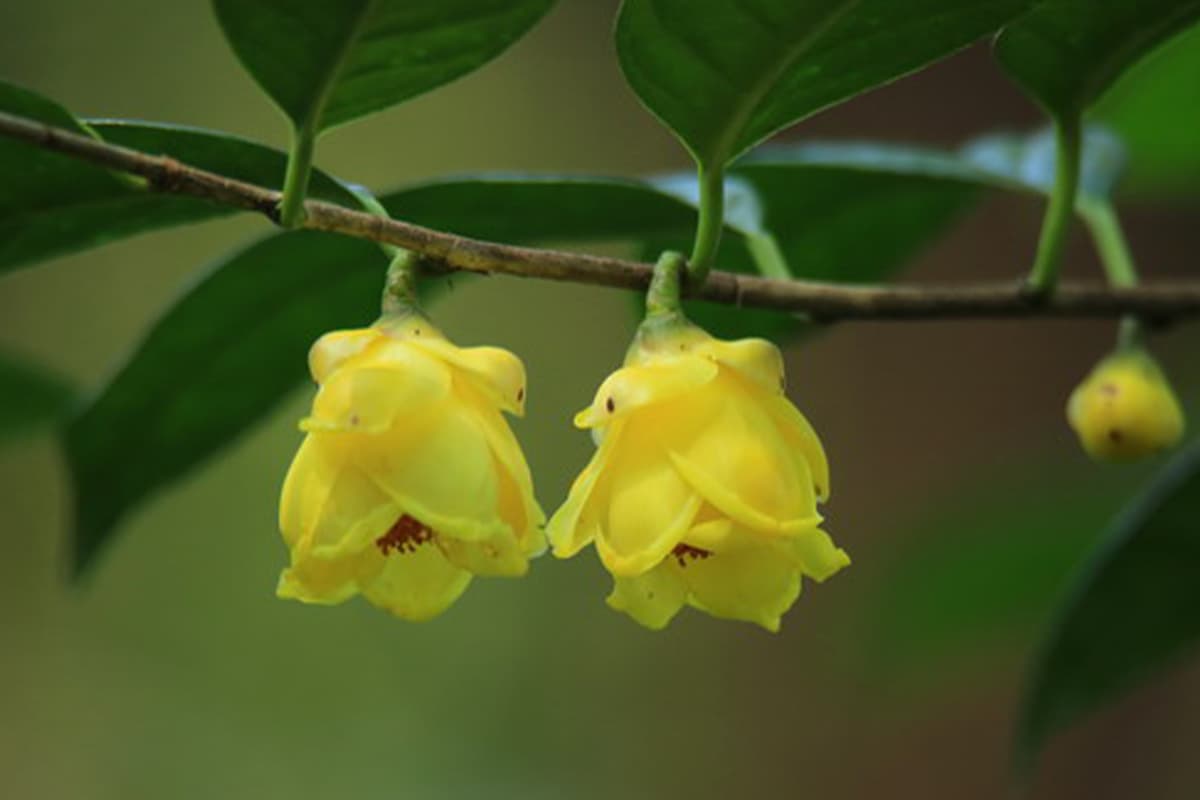 Learn About the Camellia Petelotii: Basics, Types, Growth & Care, Value and More