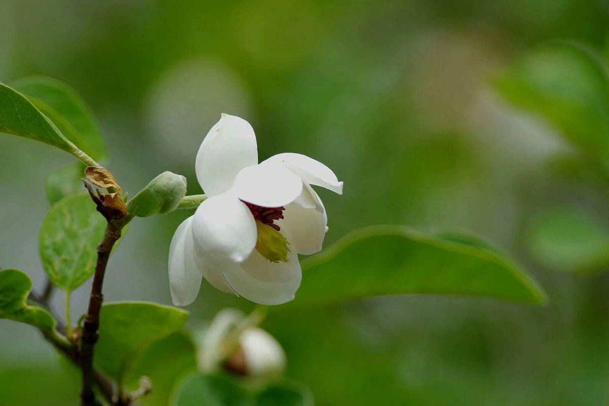 Leer meer over de Magnooyama Sieboldiilia Stellata: Grondbeginselen, Soorten, Groei en verzorging, Waarde en meer