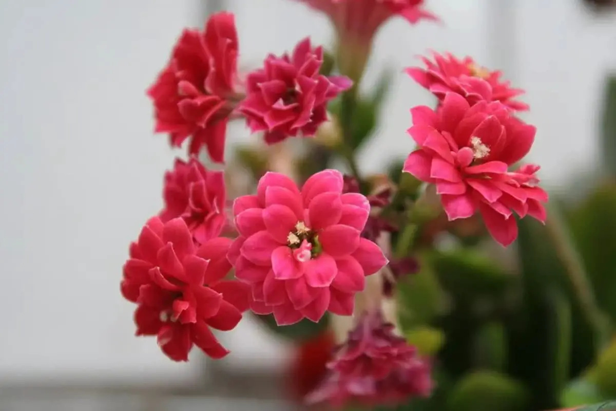 Learn About The Winter Pot Kalanchoe: Basics, Types, Growth & Care，Value and More