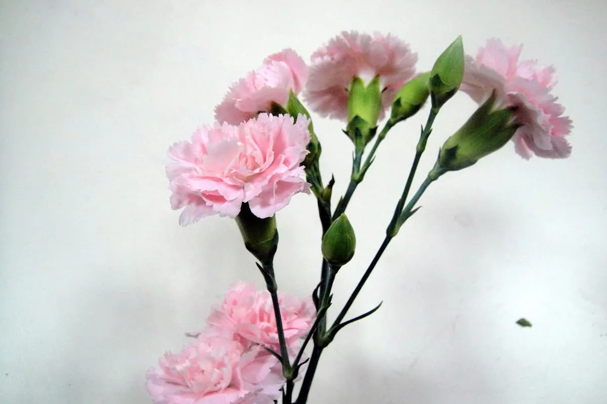 Learn About The Carnation: Basics, Types, Growth & Care， Value and More