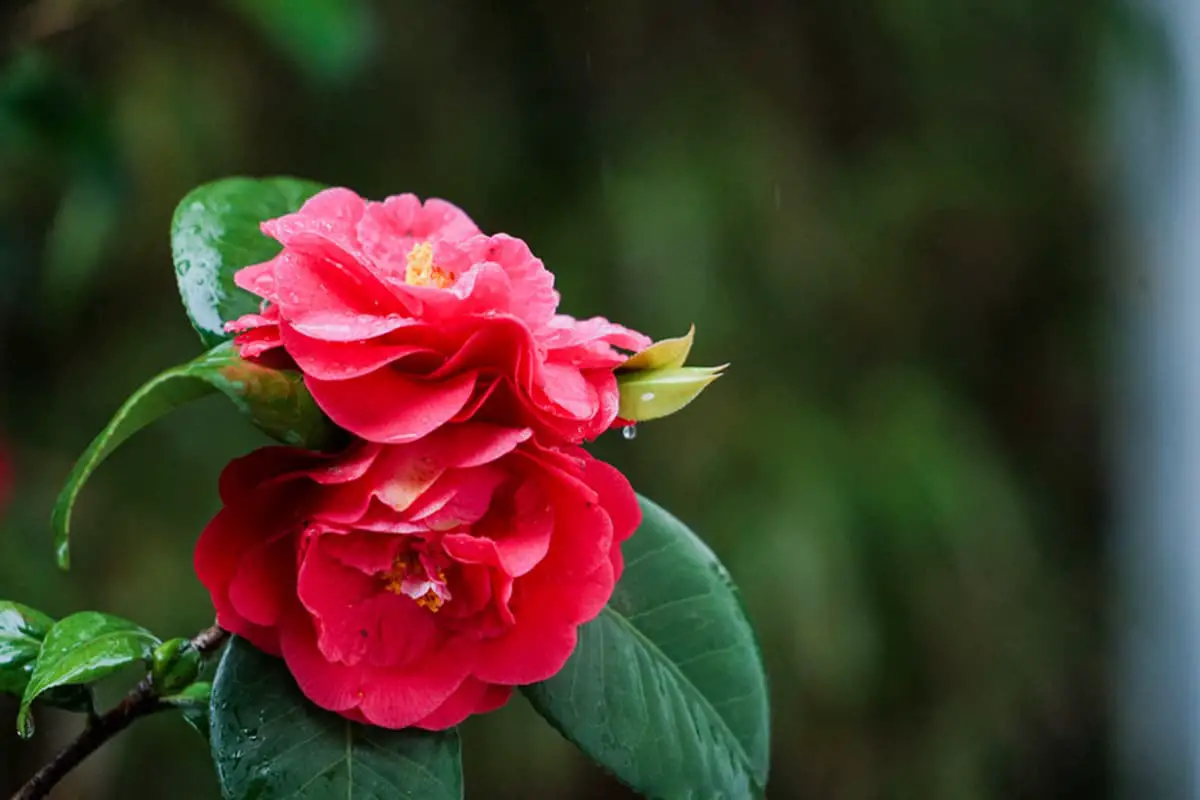 Learn About the Camellia: Basics, Types, Growth & Care, Value and More