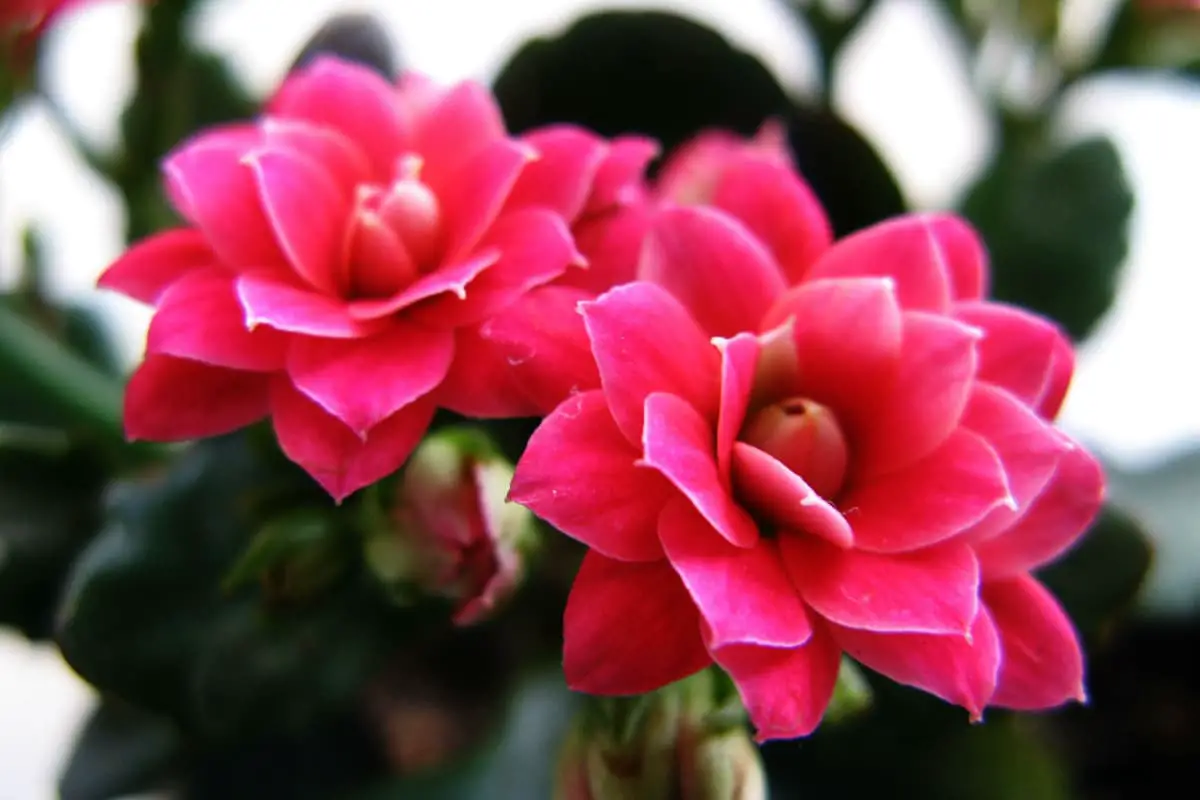 Learn About The Winter Pot Kalanchoe: Basics, Types, Growth & Care，Value and More