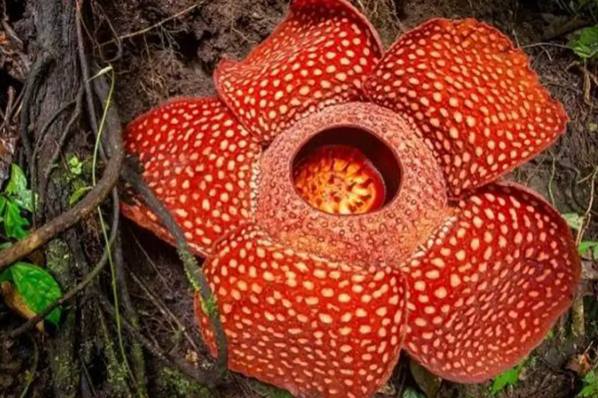 Learn About the Giant Taro: Basics, Types, Growth & Care, Value and More